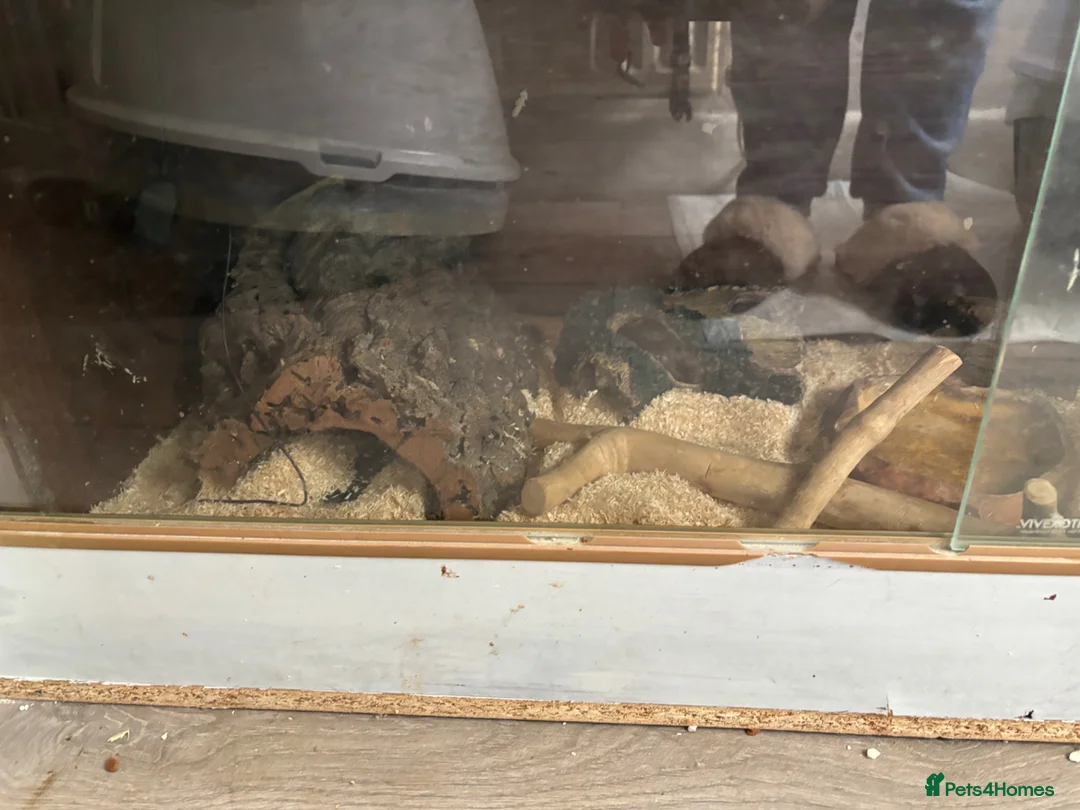 Corn Snake reptiles for sale: Two beautiful snakes for sale - Advert 12