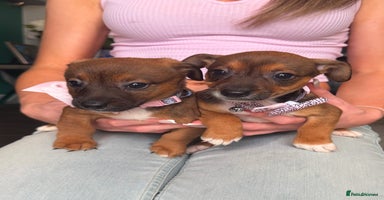 Jack Russell dogs - Advert 3