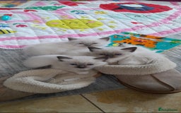 Ragdoll cats for sale: Ragdoll kittens - 7 weeks old.  - Image 1