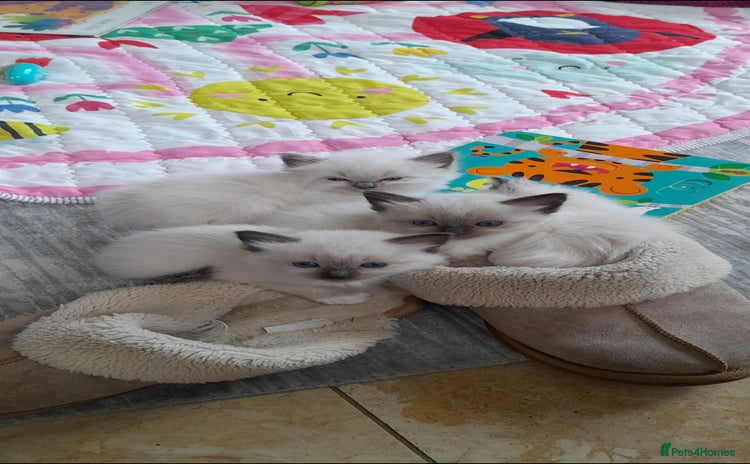 Ragdoll cats - Advert 2