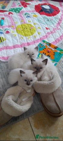Ragdoll cats - Advert 3