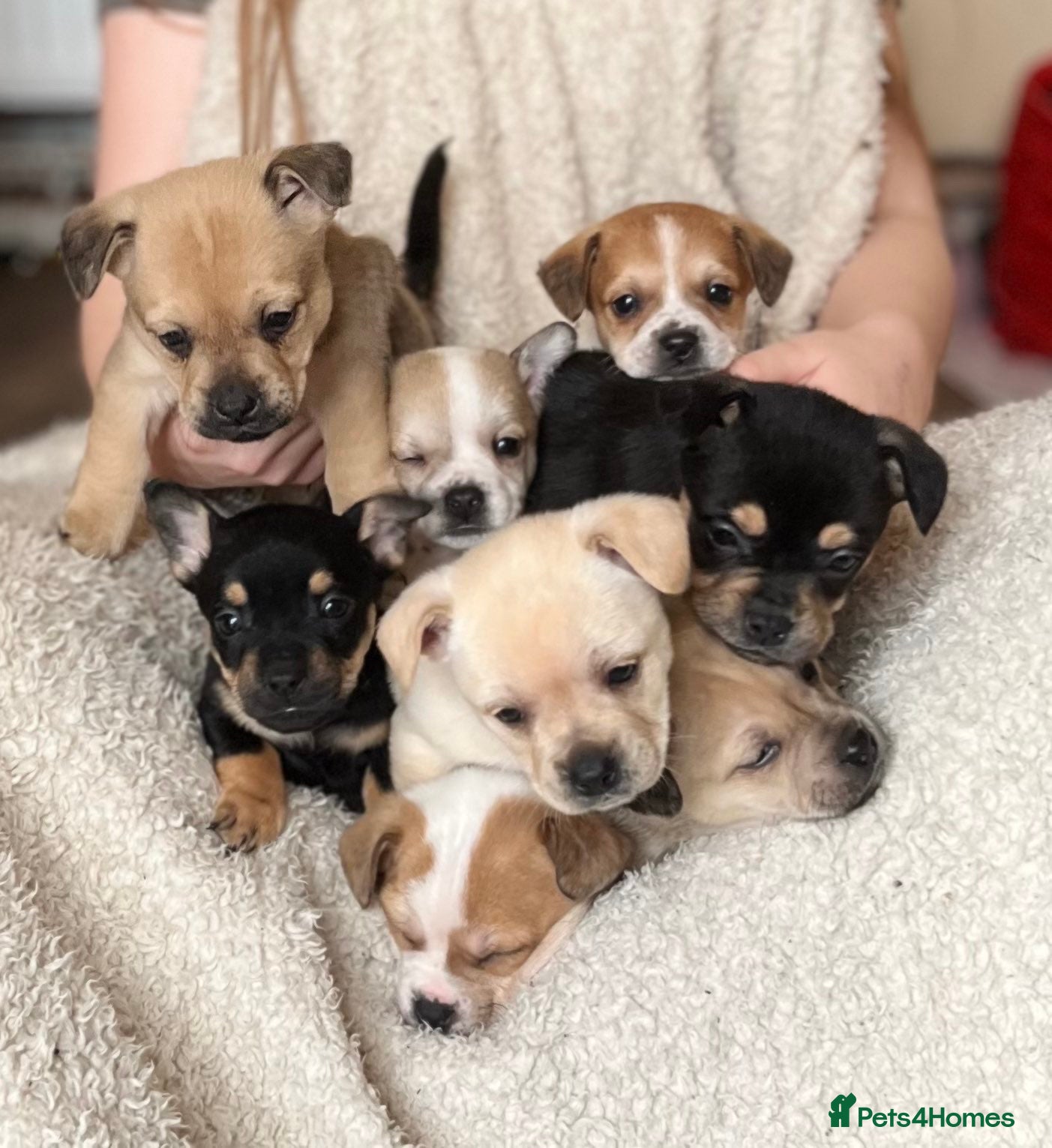 Mixed Breed dogs Frenchie cross Jack Russell puppies  - Advert 1