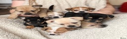 Mixed Breed dogs for sale: Frenchie cross Jack Russell puppies  - Advert 1