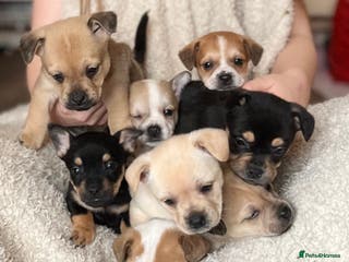 Mixed Breed dogs Frenchie cross Jack Russell puppies - Advert 15