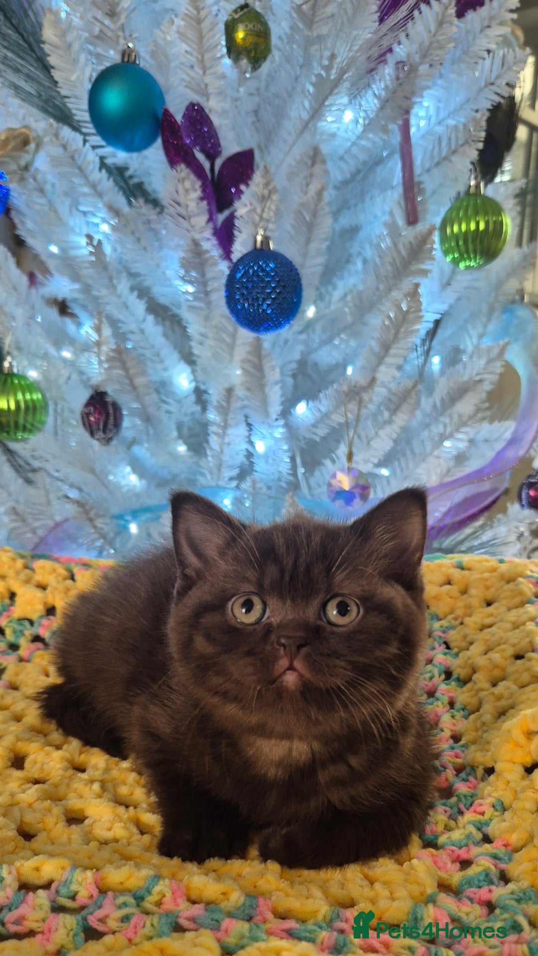 British Shorthair cats for sale: **Stunning TICA Registered Kittens** - Advert 5