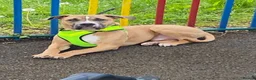 Mixed Breed dogs for adoption: Staff cross cane corso  in Worcester - Advert 4