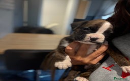 Boxer dogs for sale: Gorgeous Kc Boxer Puppies - Image 11