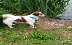 Jug dogs for sale: Finding a loving family - Image 5