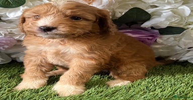 Cockapoo dogs - Advert 4