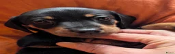 Dachshund dogs for sale: Dappled/Merl Dachshund puppies  - Advert 23