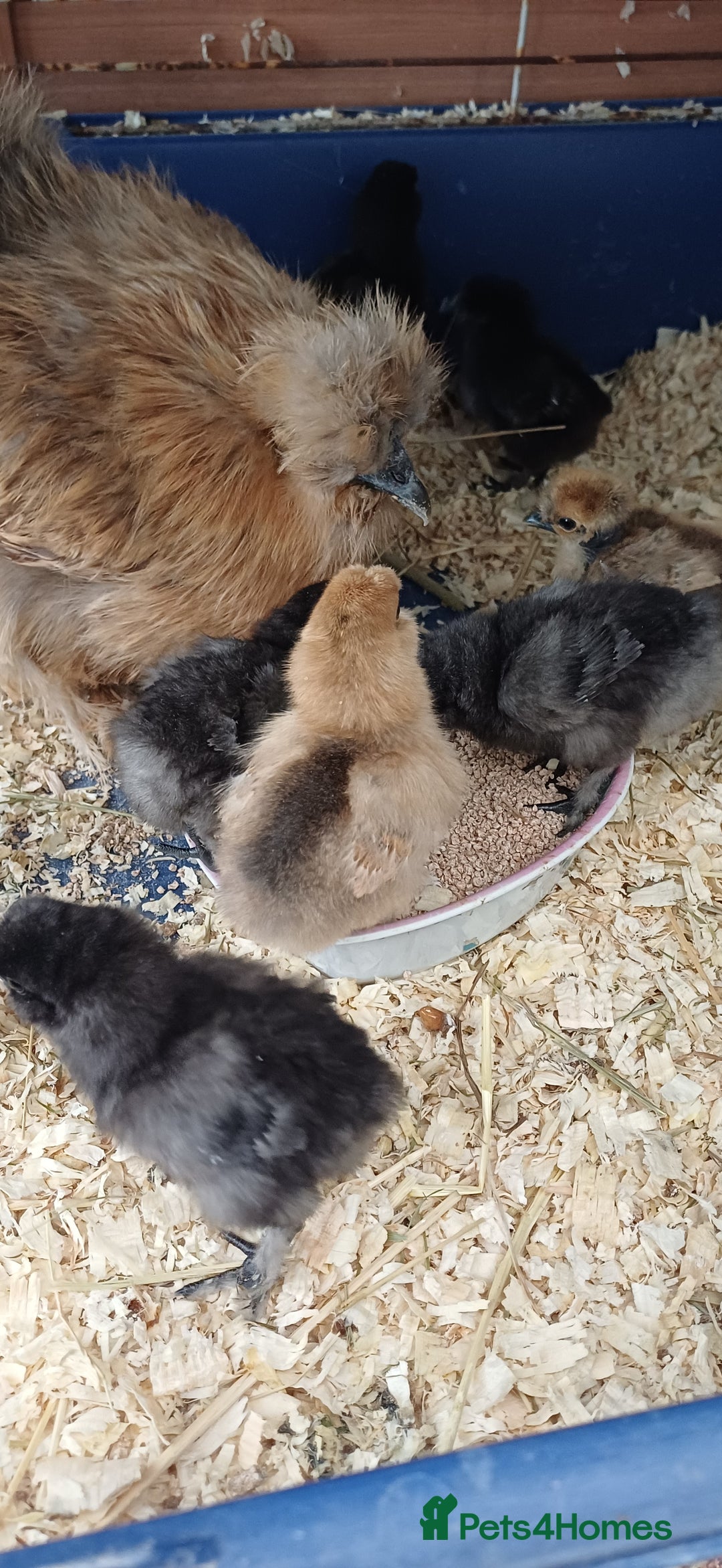 Chickens poultry for sale: Silkie chicks available for new homes - Image 6