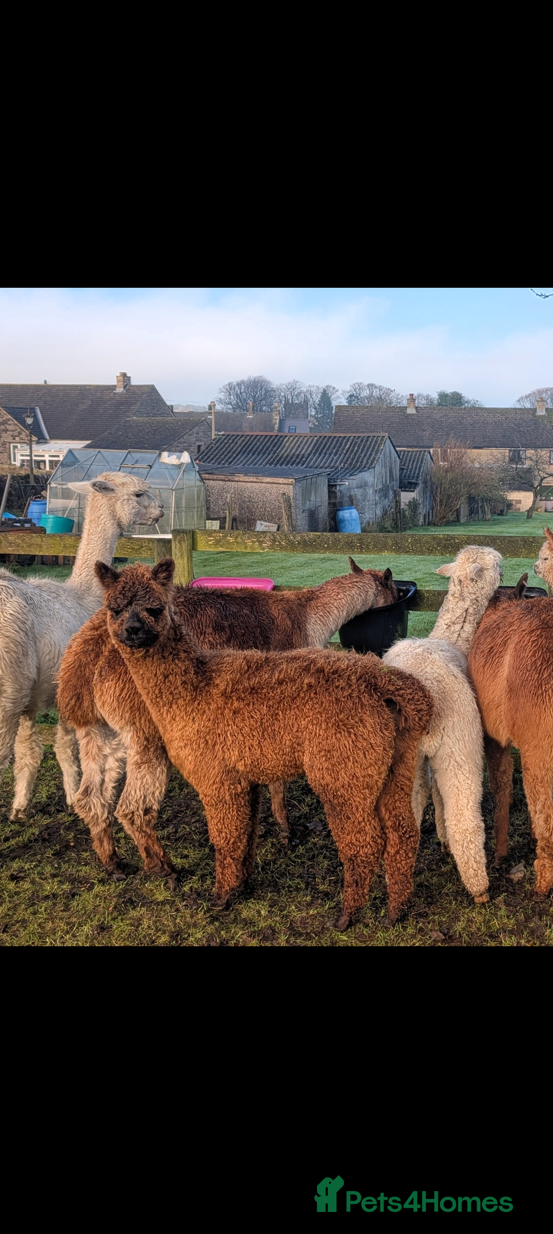 Alpaca livestock for sale: Dark brown female cria ready to reserve - Advert 1