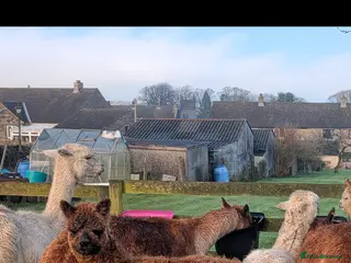 Alpaca livestock Dark brown female cria available now - Advert 8