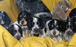 Cocker Spaniel dogs for sale: Show Type blue/Tri/chocolate Roan Cocker Spaniels  - Image 33