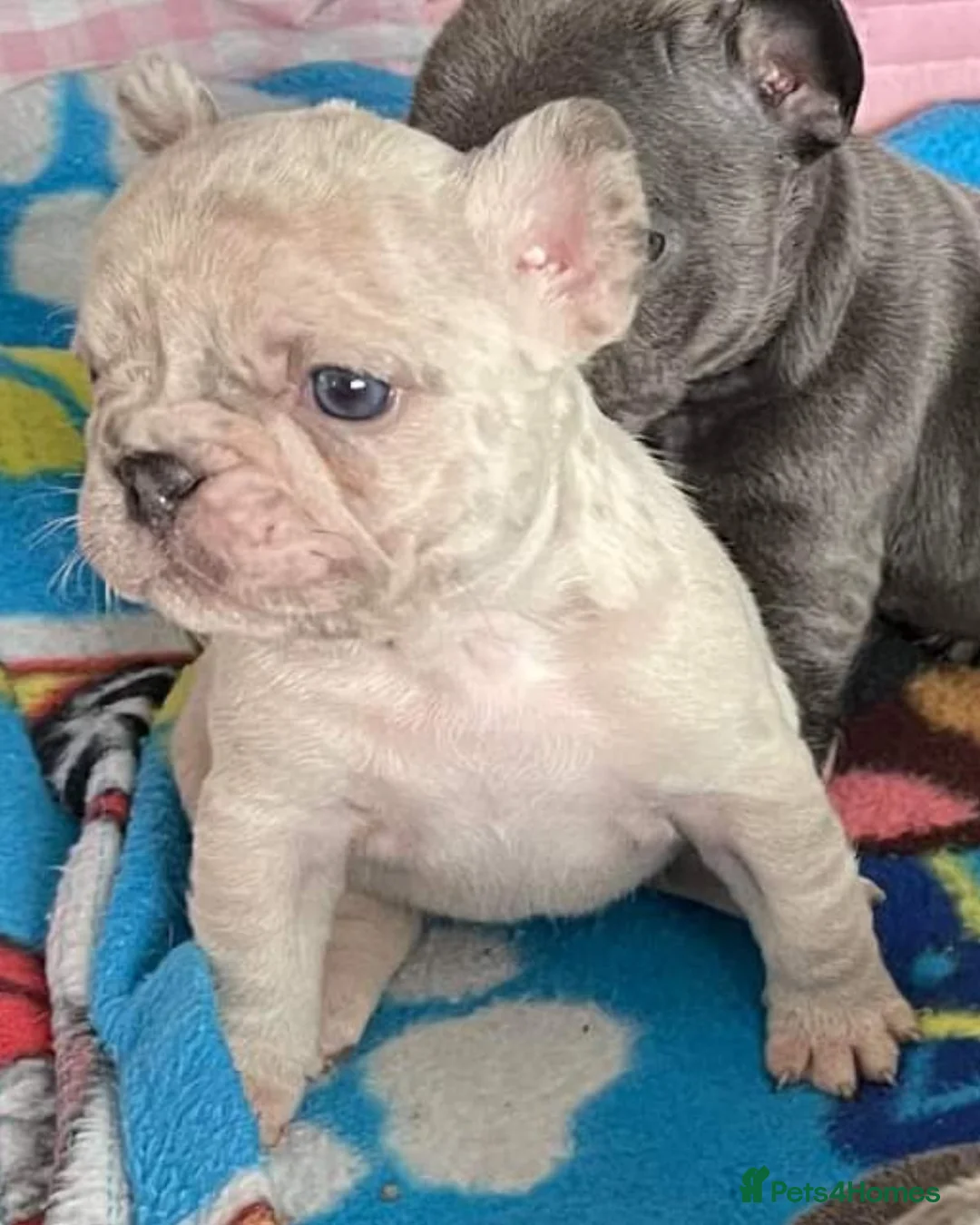French Bulldog dogs for stud: Blue and tan quad merle in Sheffield - Advert 17