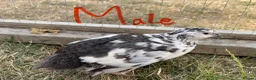 Quail poultry for sale: Piebald and Mixed Colours Coturnix Quails  - Advert 12