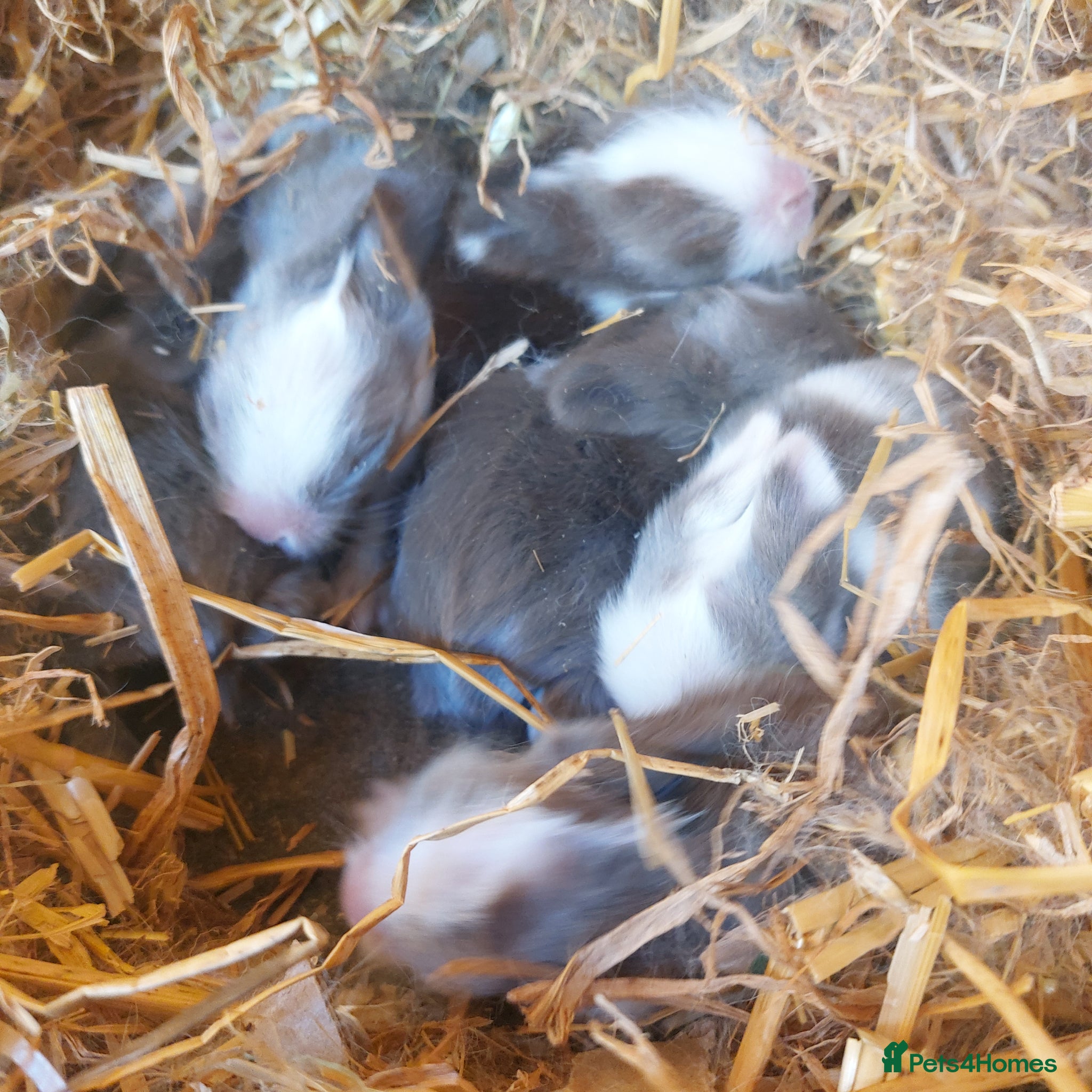 Lionhead rabbits STUNNING DOUBLE/ TEDDY LION BABIES  - Advert 2