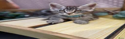 Maine Coon cats for sale: 5 Blue and Black smoke Maine Coon kittens left in Sudbury - Advert 18