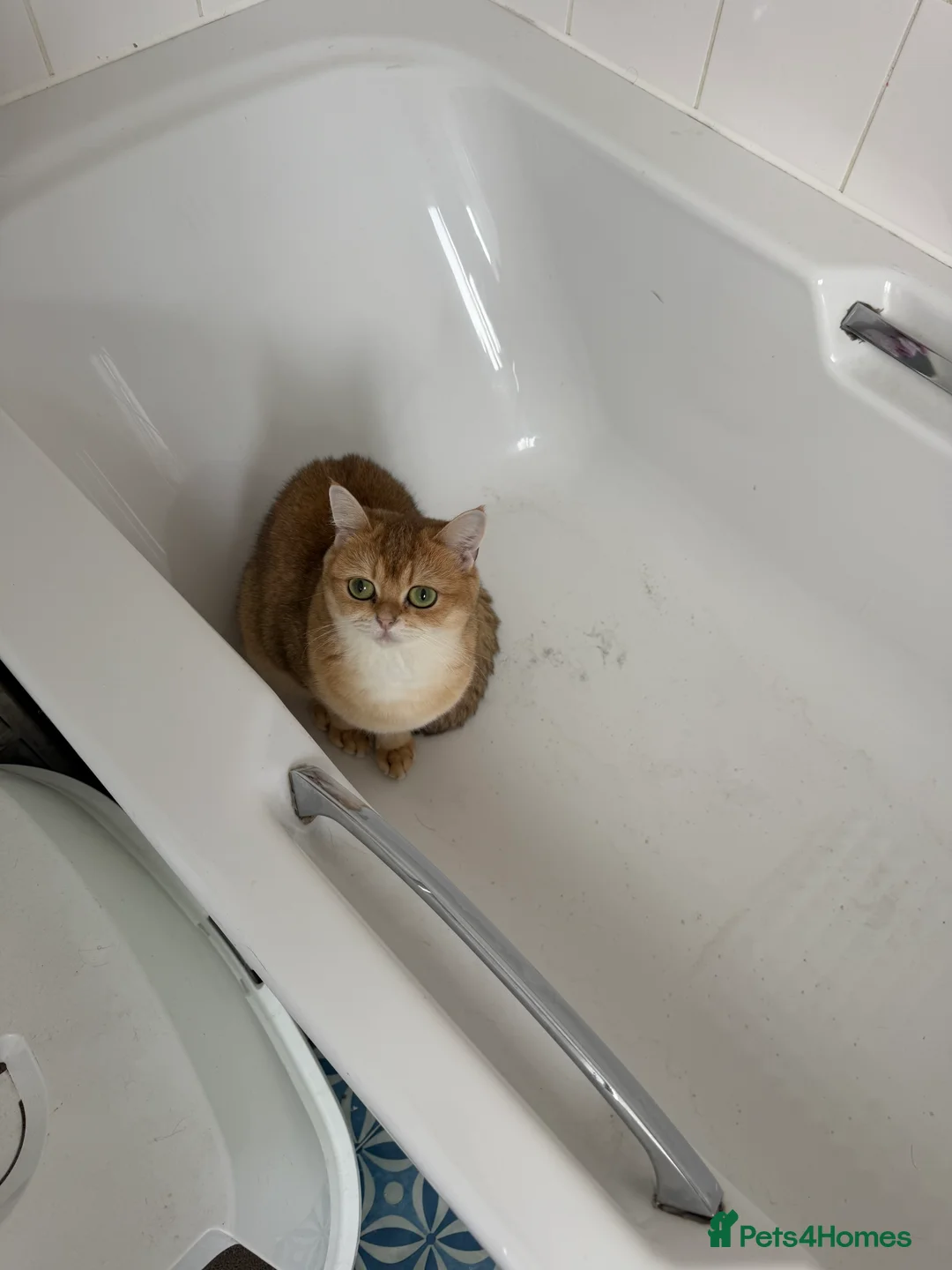 British Shorthair cats for sale: Rehomeing my British shorthair  - Advert 2