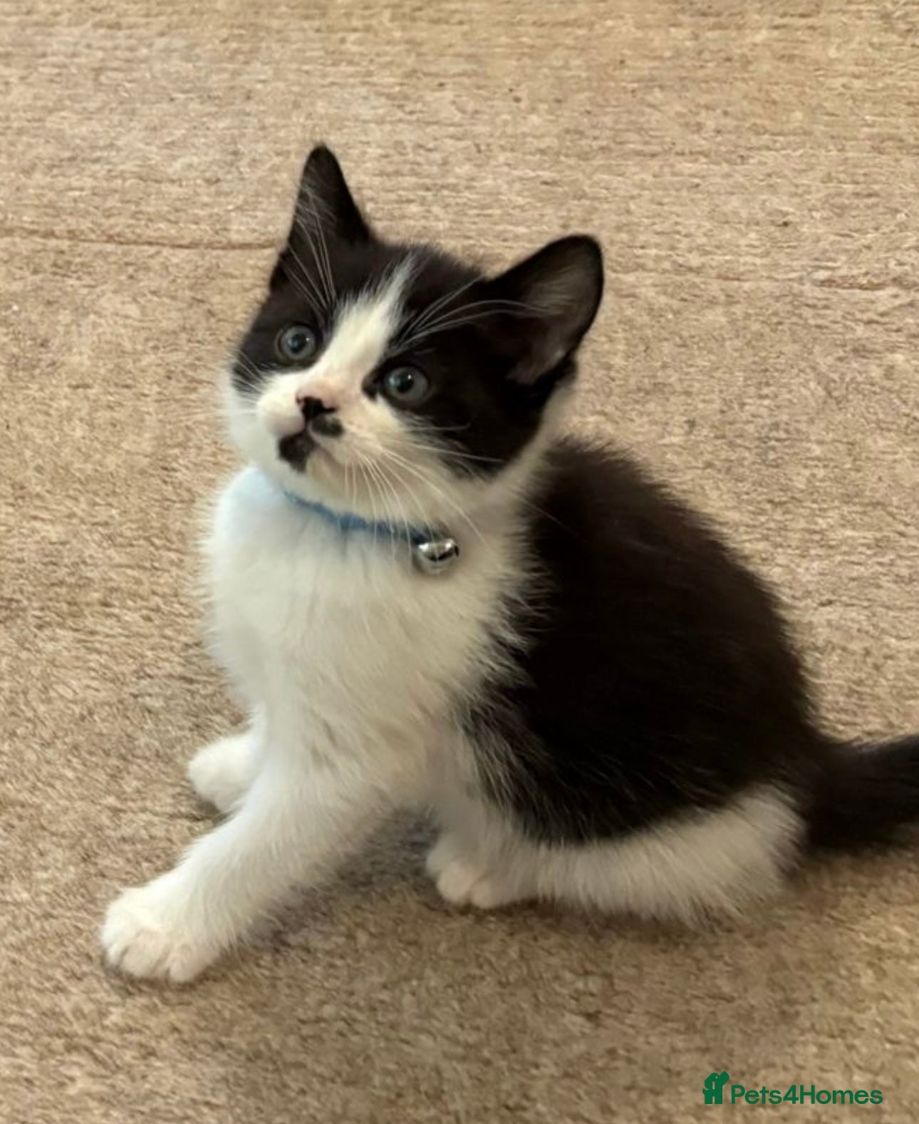 Mixed Breed cats Black and white kitten  in Wolverhampton - Advert 2