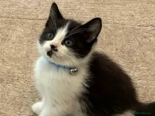 Mixed Breed cats Black and white kitten in Wolverhampton - Advert 4
