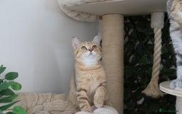 Scottish Fold cats for sale: Ready TICA reg stunning kittens available  - Image 4
