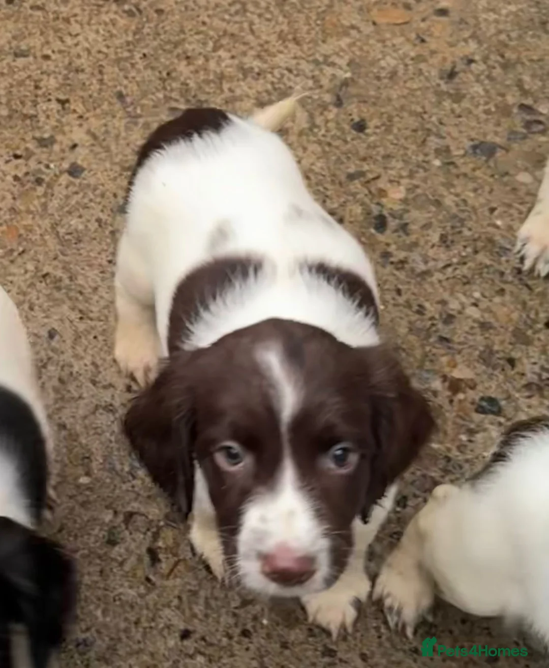 English Springer Spaniel dogs for sale: KC registered English Springer Spaniels in Leeds - Advert 8