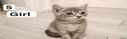 Mixed Breed cats for sale: Beautiful kittens in Bury Saint Edmunds - Advert 11