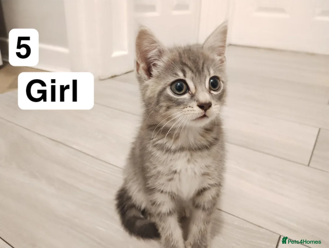 Mixed Breed cats for sale: Beautiful kittens in Bury Saint Edmunds - Advert 11