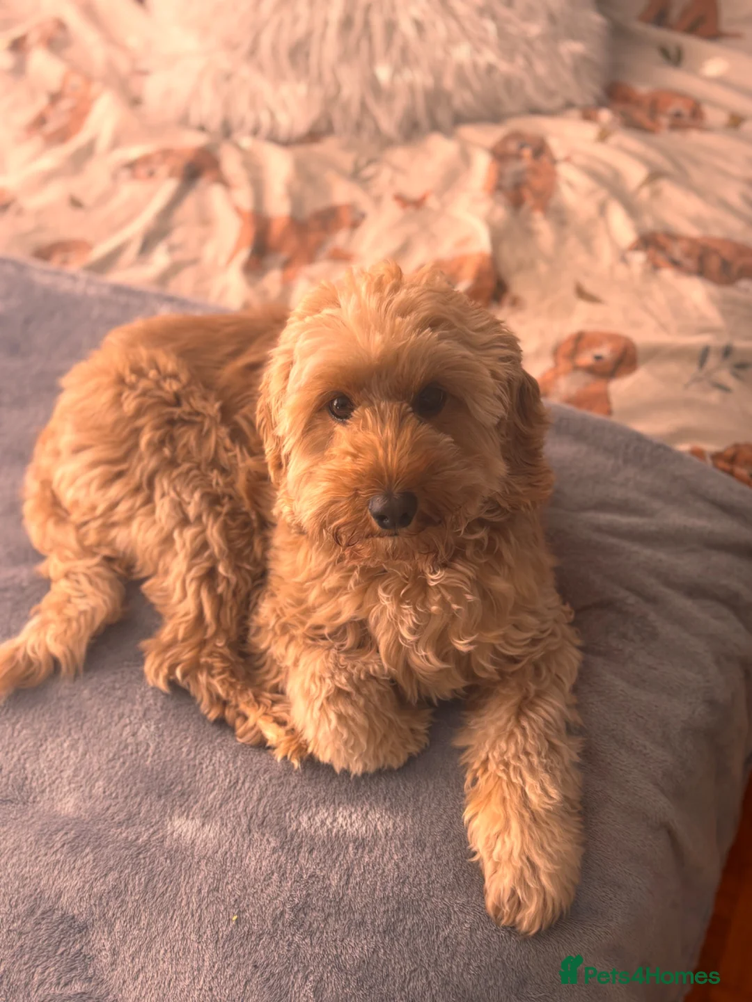 Cockapoo dogs for sale: F2 Cockapoo- Red - Advert 11