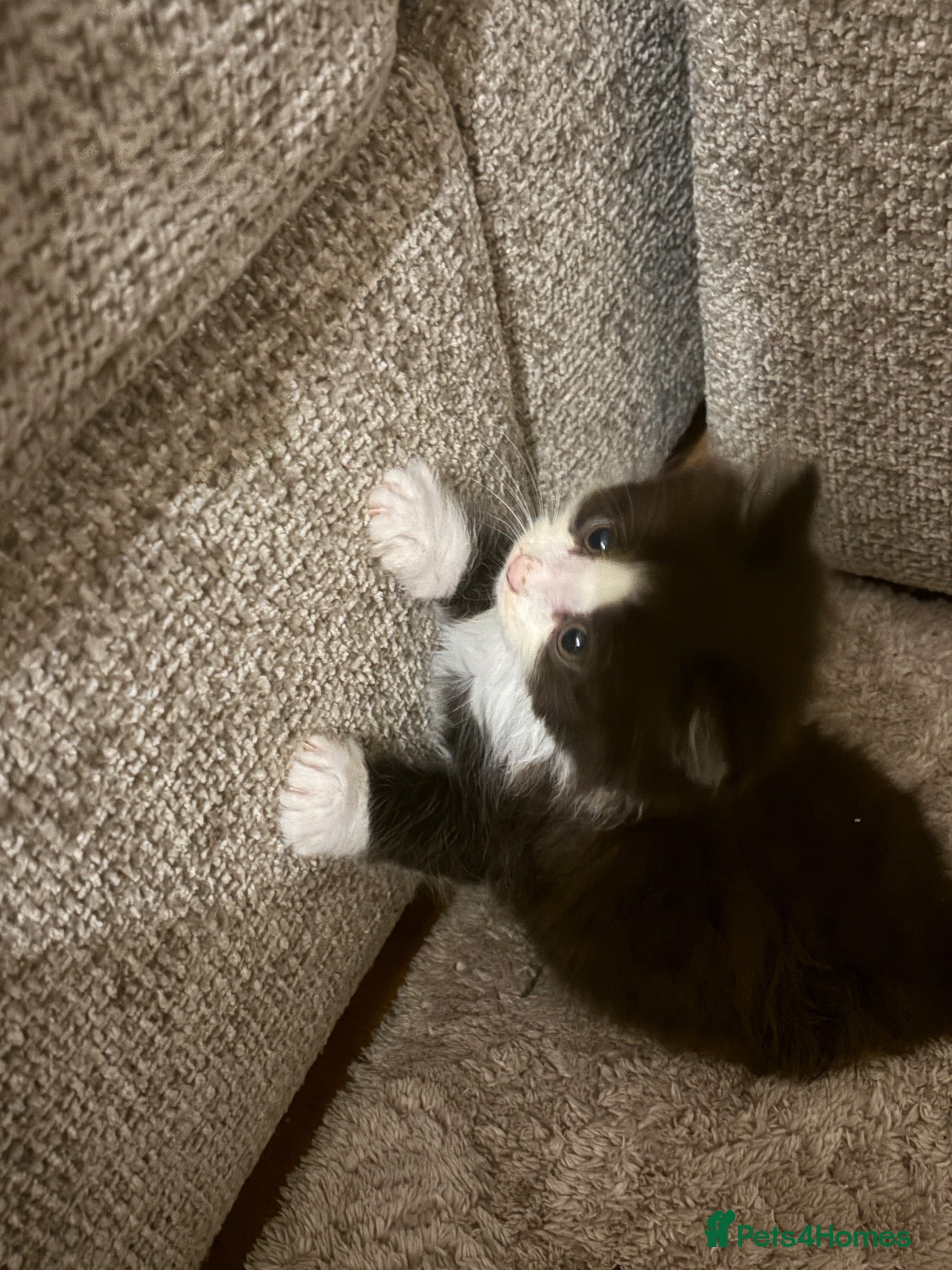 Mixed Breed cats Ragdoll X 2 longhair Blk and white boys  - Advert 18