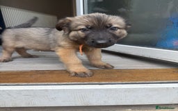 German Shepherd dogs for sale: READY NOW! German Shepherd x Belgian Malinois - Image 22
