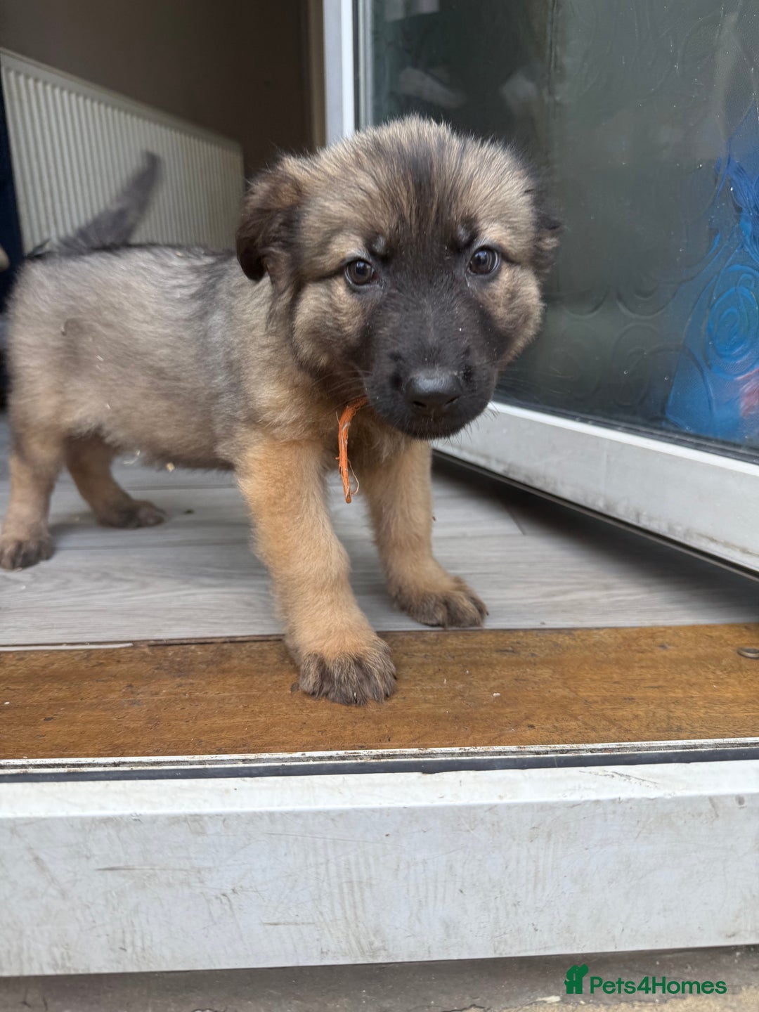 German Shepherd dogs for sale: READY NOW! German Shepherd x Belgian Malinois - Image 22