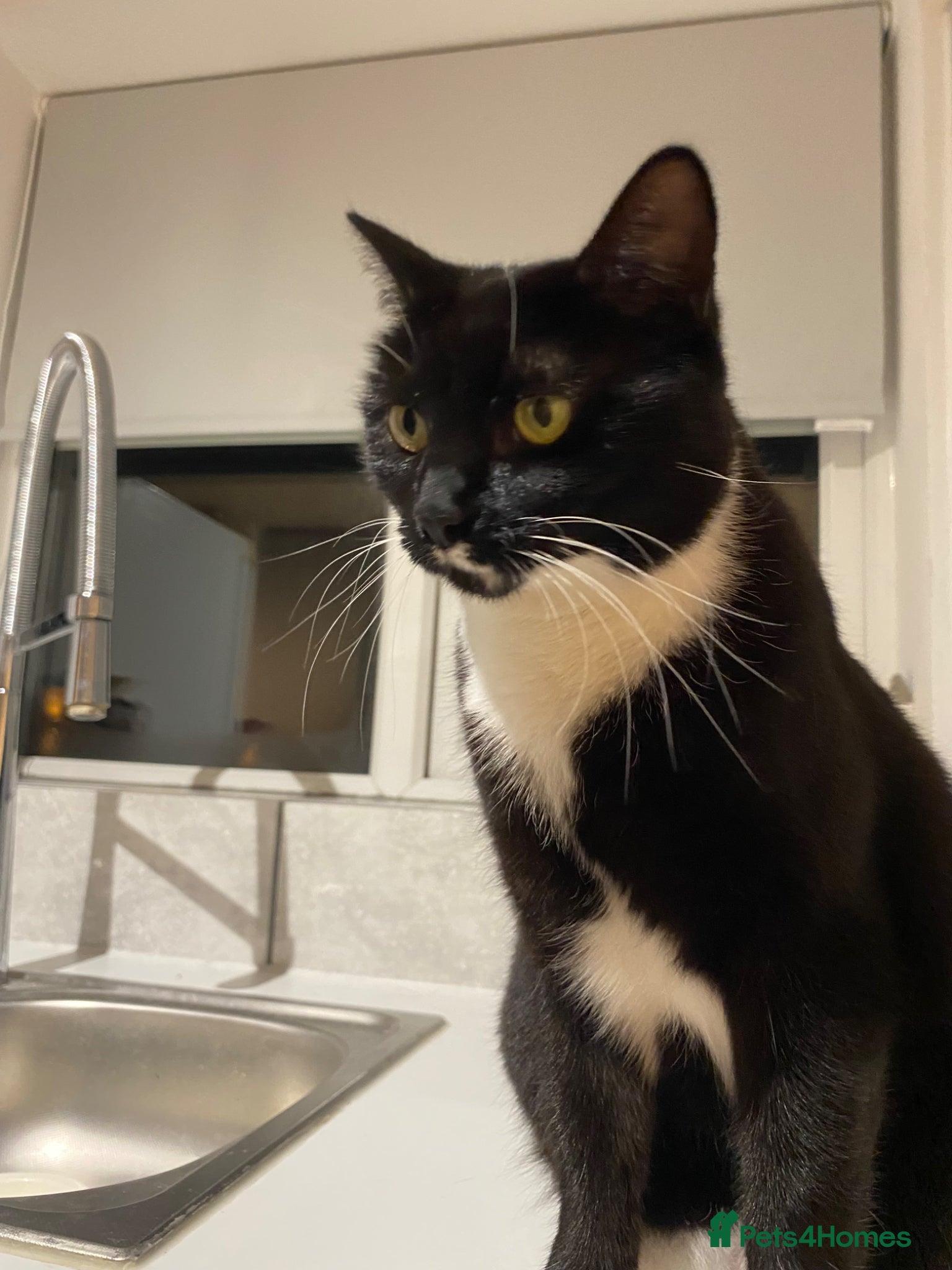 British Shorthair cats Luna - Tuxedo British Shorthair  - Advert 1