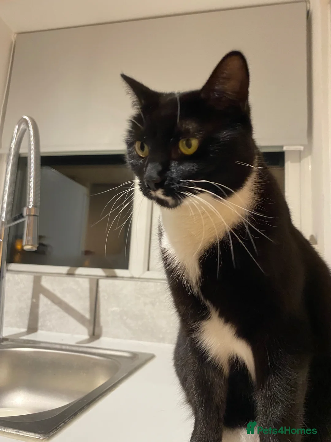 British Shorthair cats for sale: Luna - Tuxedo British Shorthair  - Advert 1