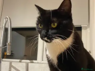 British Shorthair cats Luna - Tuxedo British Shorthair - Advert 1