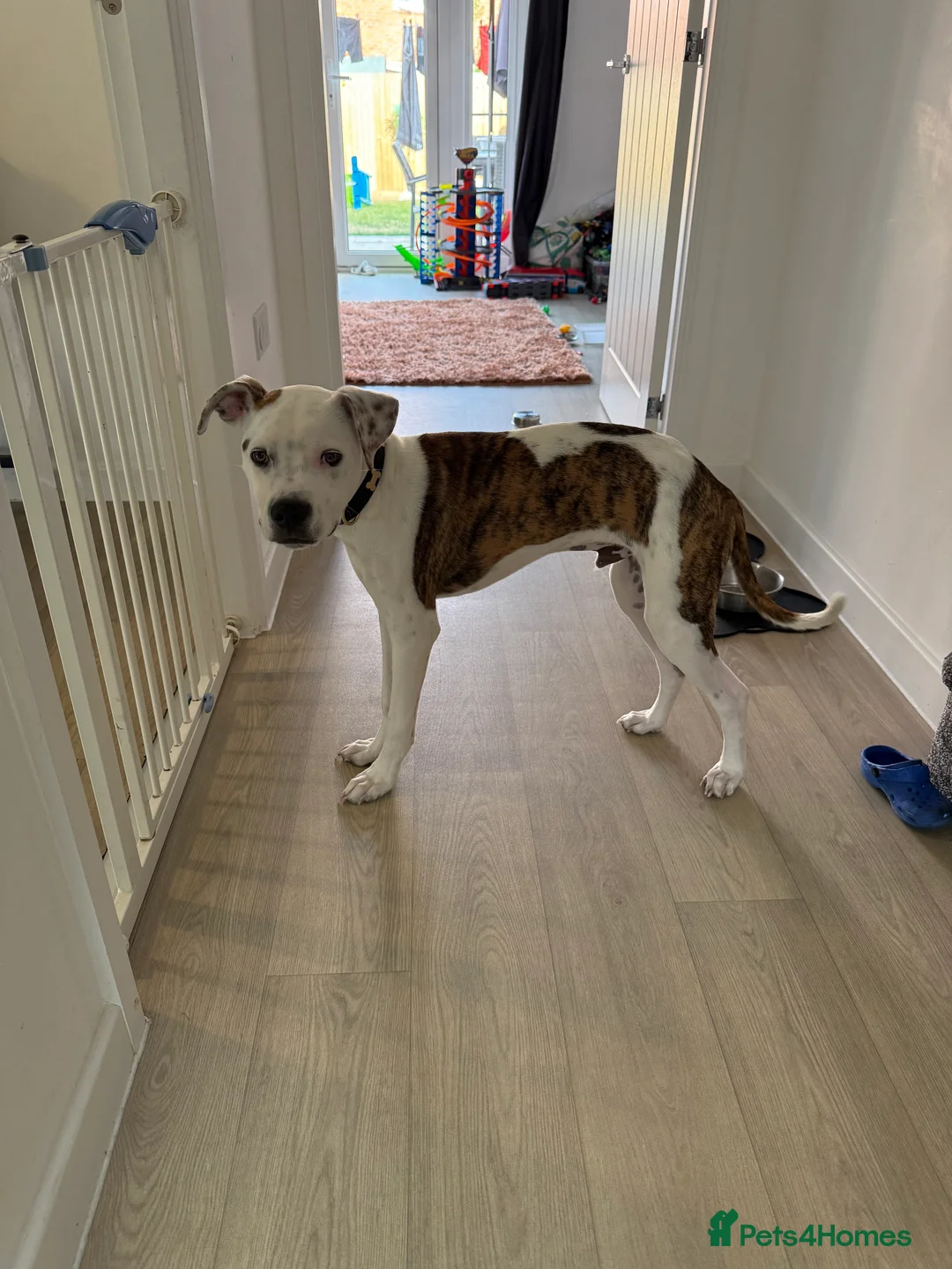 Mixed Breed dogs for sale: Staffordshire bull terrier cross in Bicester - Advert 5