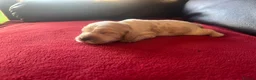 Cocker Spaniel dogs for sale: ⭐️KC Registered Show Cocker Spaniels ⭐️ in Carmarthen - Advert 6