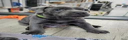 Staffordshire Bull Terrier dogs for sale: Beautiful KC Blue Staffordshire Bull Terrier Pups - Advert 3