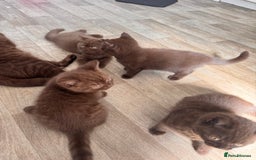 British Shorthair cats for sale: British Shorthair kittens  - Image 6