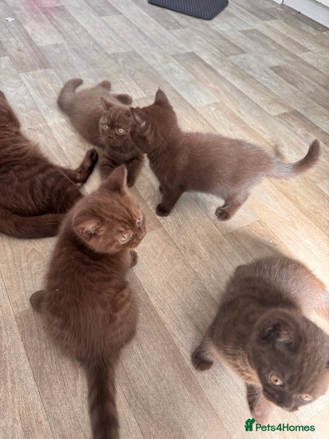 British Shorthair cats for sale: British Shorthair kittens  - Image 6