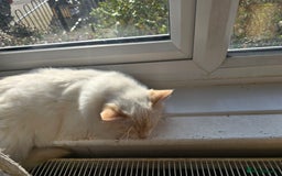 Ragdoll cats for sale: Nala my flame point ragdoll  - Advert 4