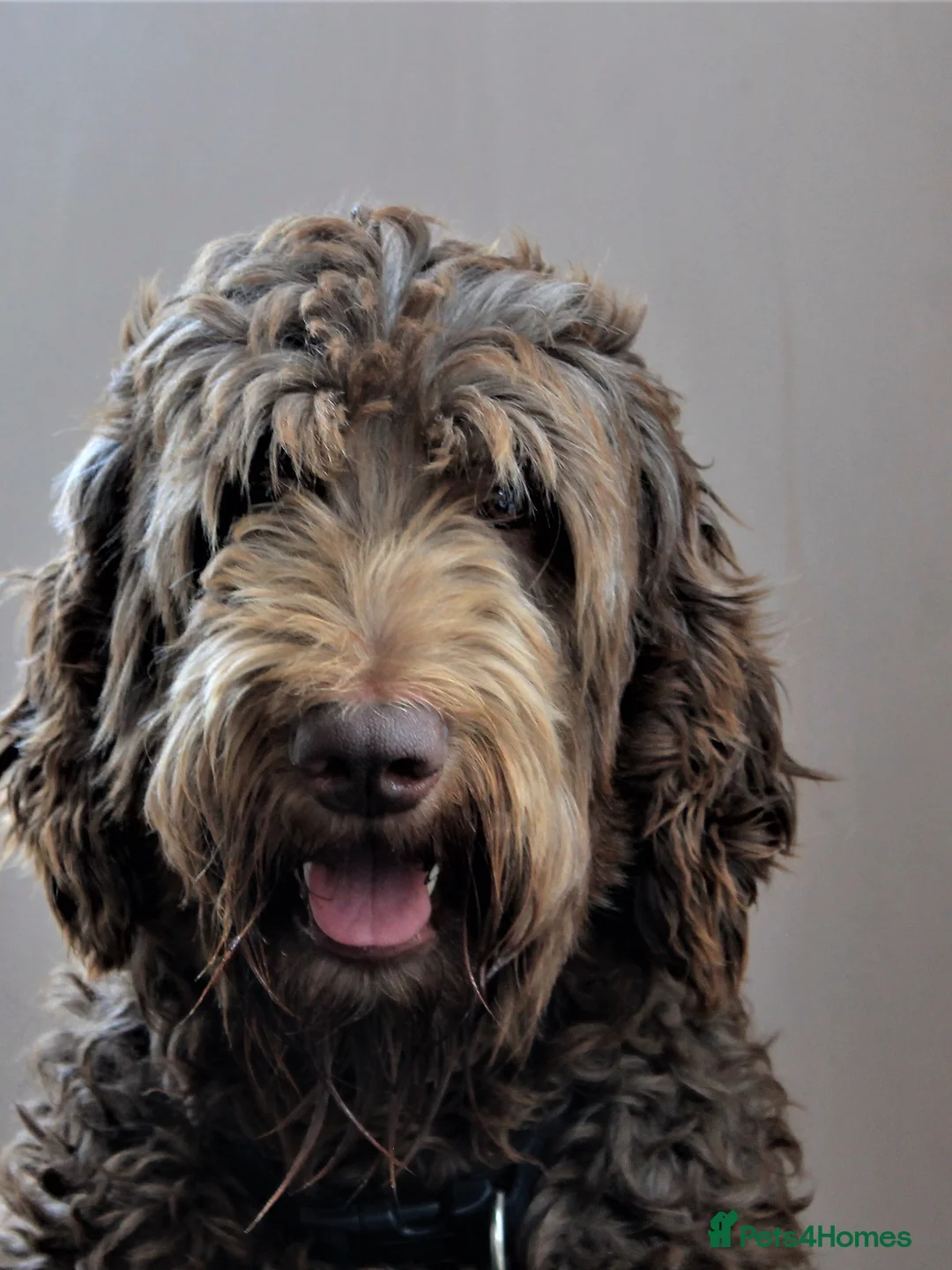 Labradoodle dogs for stud: JucaDoodles Rafael in Sheffield - Advert 1