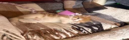 Mixed Breed cats for sale: Beautiful ginger kittens! in Chesterfield - Advert 15