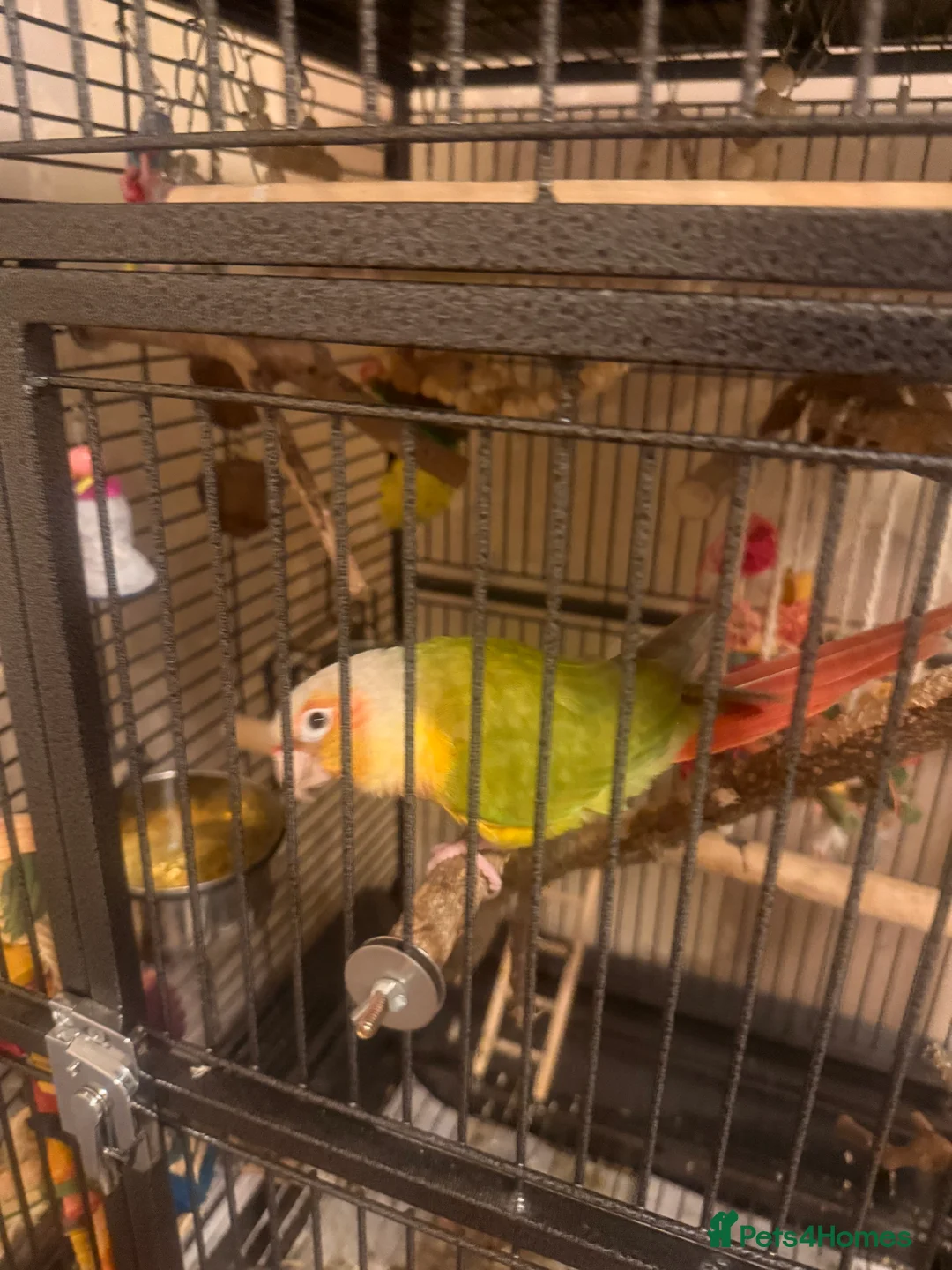 Conures birds for sale: Pineapple Conure in Chigwell - Advert 1