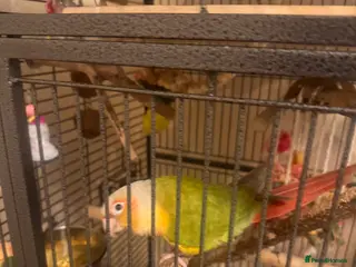 Conures birds Pineapple Conure - Advert 16