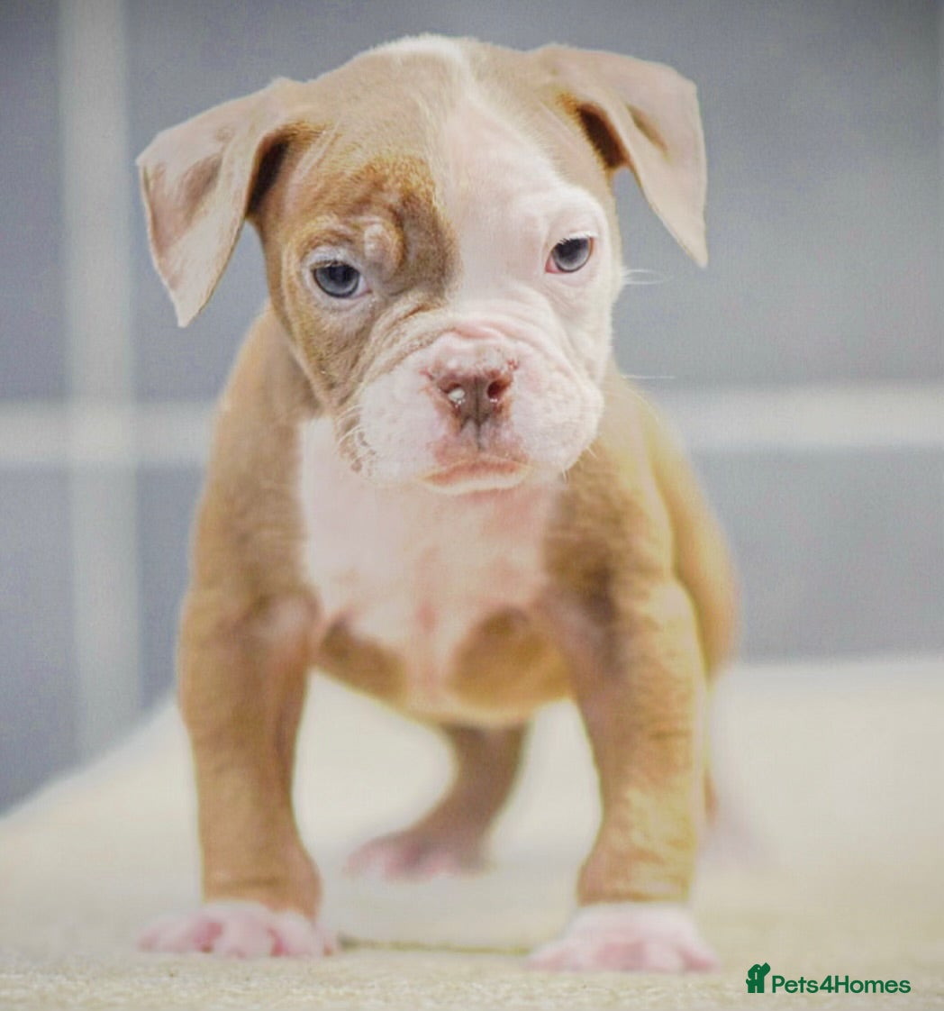 Old Tyme Bulldog dogs 5⭐️RATED COUNCIL APPROVED💥LICENSED 23 YEAR EXPERT - Advert 10