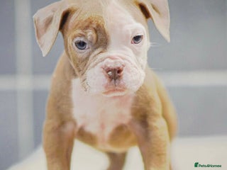 Old Tyme Bulldog dogs 5⭐️RATED COUNCIL APPROVED💥LICENSED 23 YEAR EXPERT - Advert 10