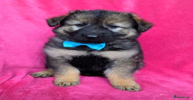 German Shepherd dogs - Advert 3