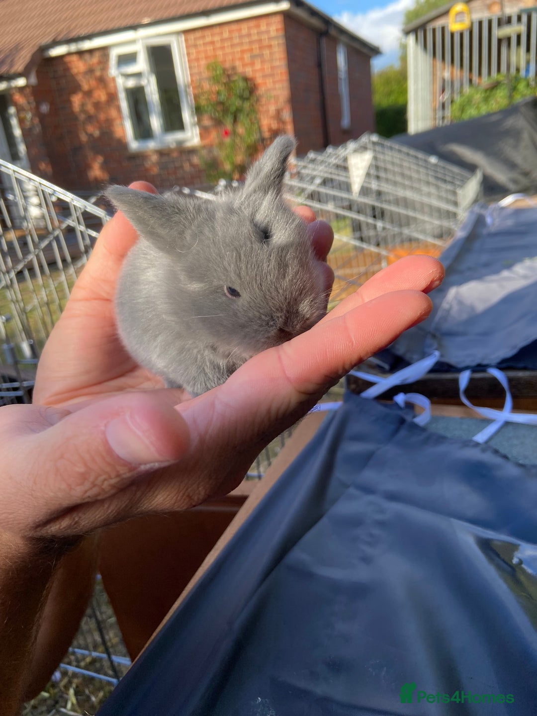 Mini Lop rabbits for sale: 🩶pure MINI lop🩶 - Image 9